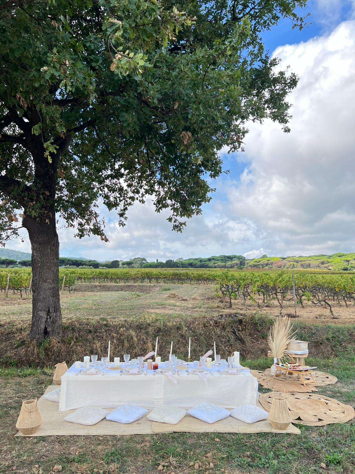 Wine Xperience- Vignes