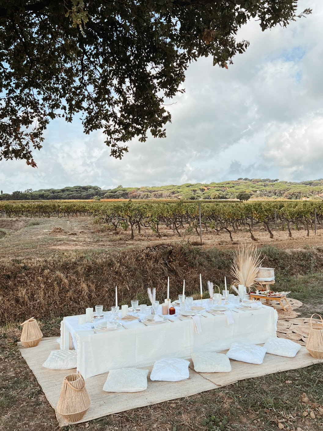 Wine Xperience- Vignes