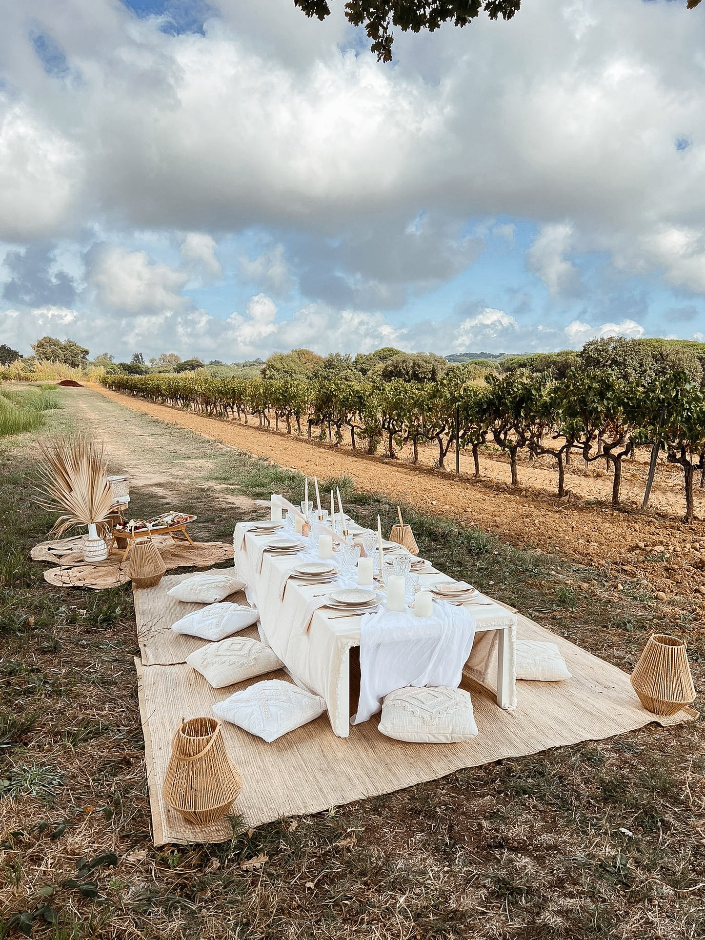 Wine Xperience- Vignes